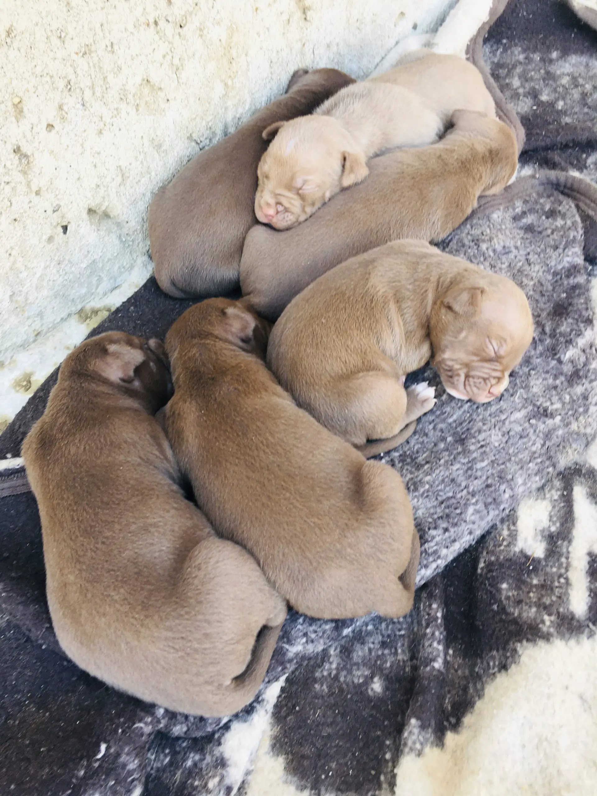 Pitbull Puppies in Kwazulu Natal (30/01/2022)
