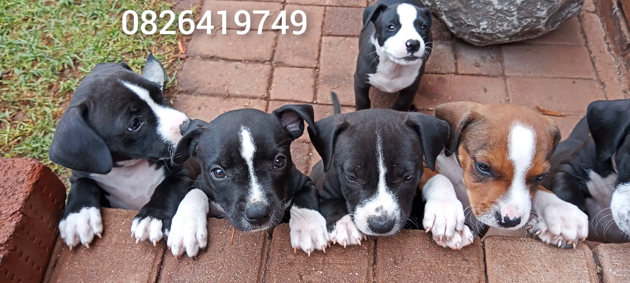 Staffie Puppies in Pretoria (31/01/2022)