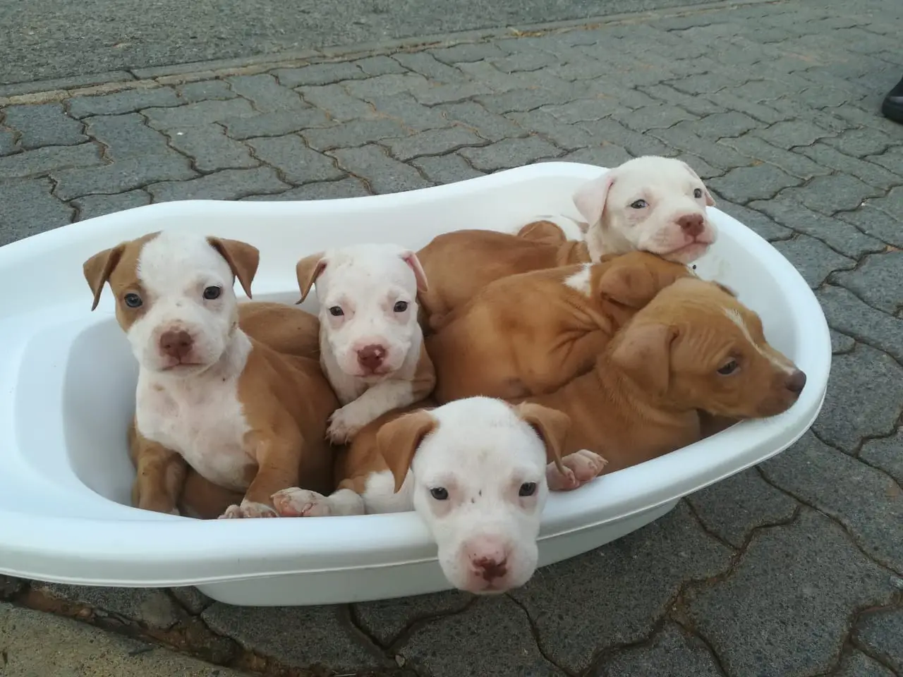 Pitbull Puppies in Johannesburg (12/01/2022)