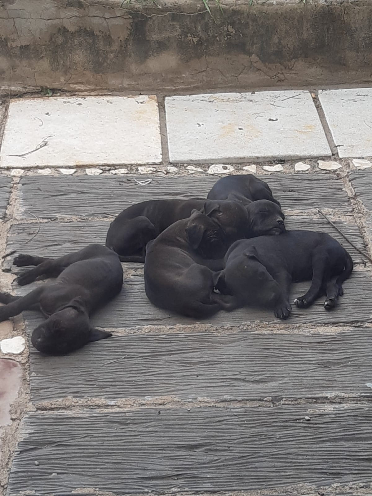Pitbull Puppies in Johannesburg (14/01/2022)
