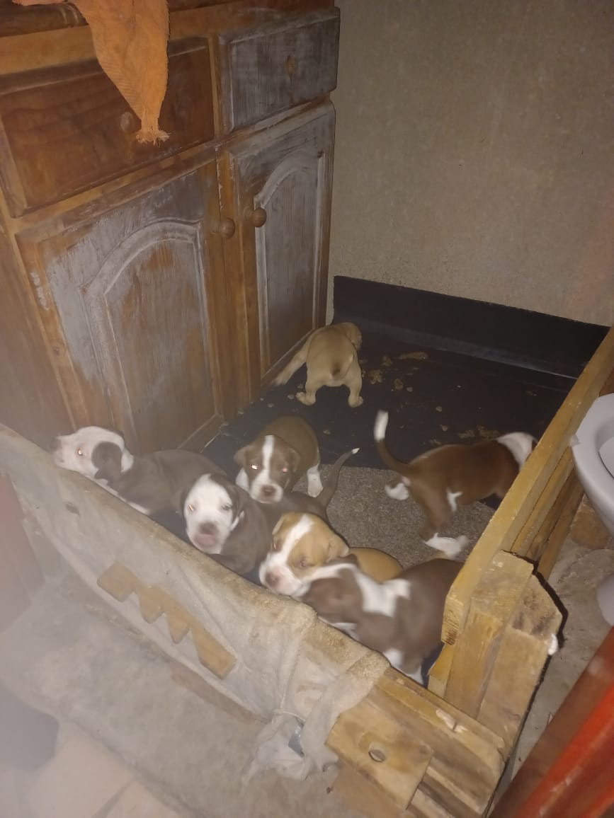 Pitbull Puppies in Johannesburg (22/01/2022)
