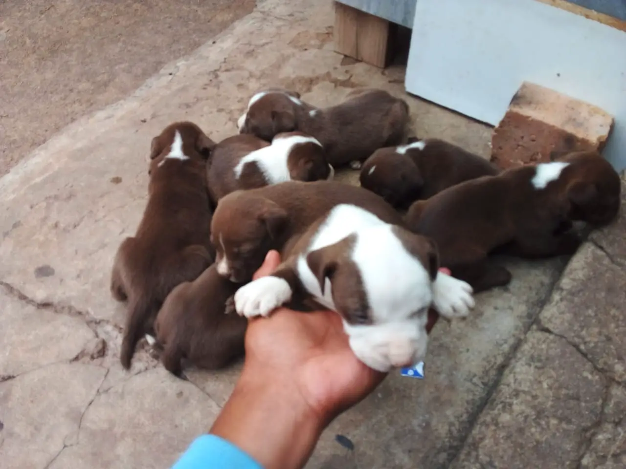 Pitbull Puppies in Johannesburg (30/01/2022)