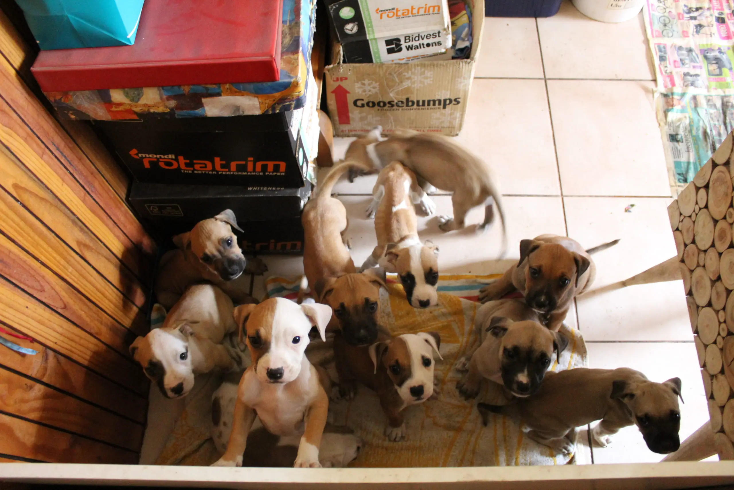 Pitbull Puppies in Cape Town (10/01/2022)