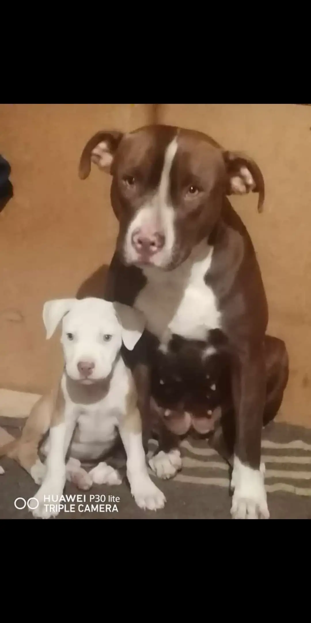 Pitbull Puppies in Johannesburg (31/01/2022)
