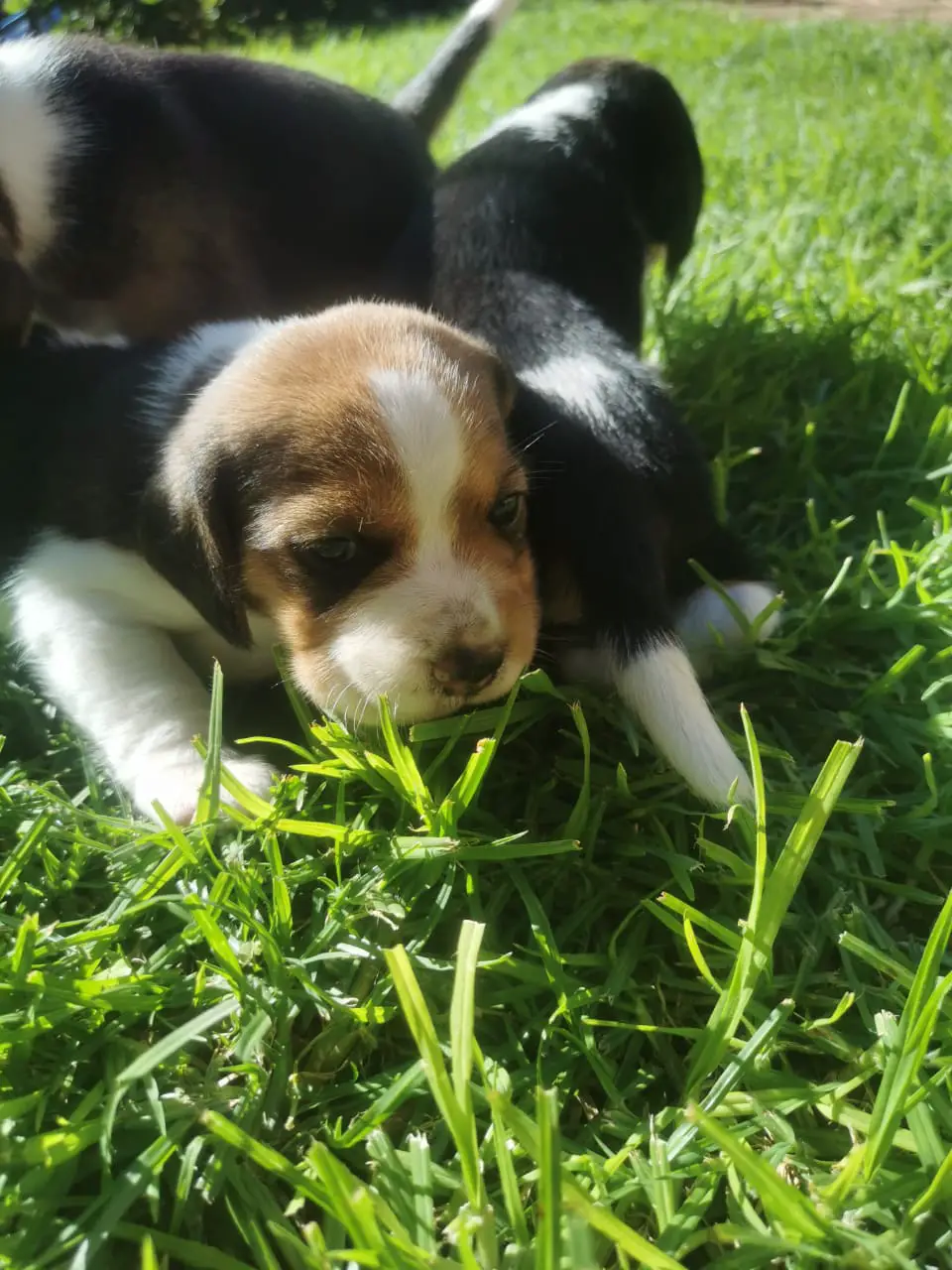 Beagle Puppies in Other (07/01/2022)