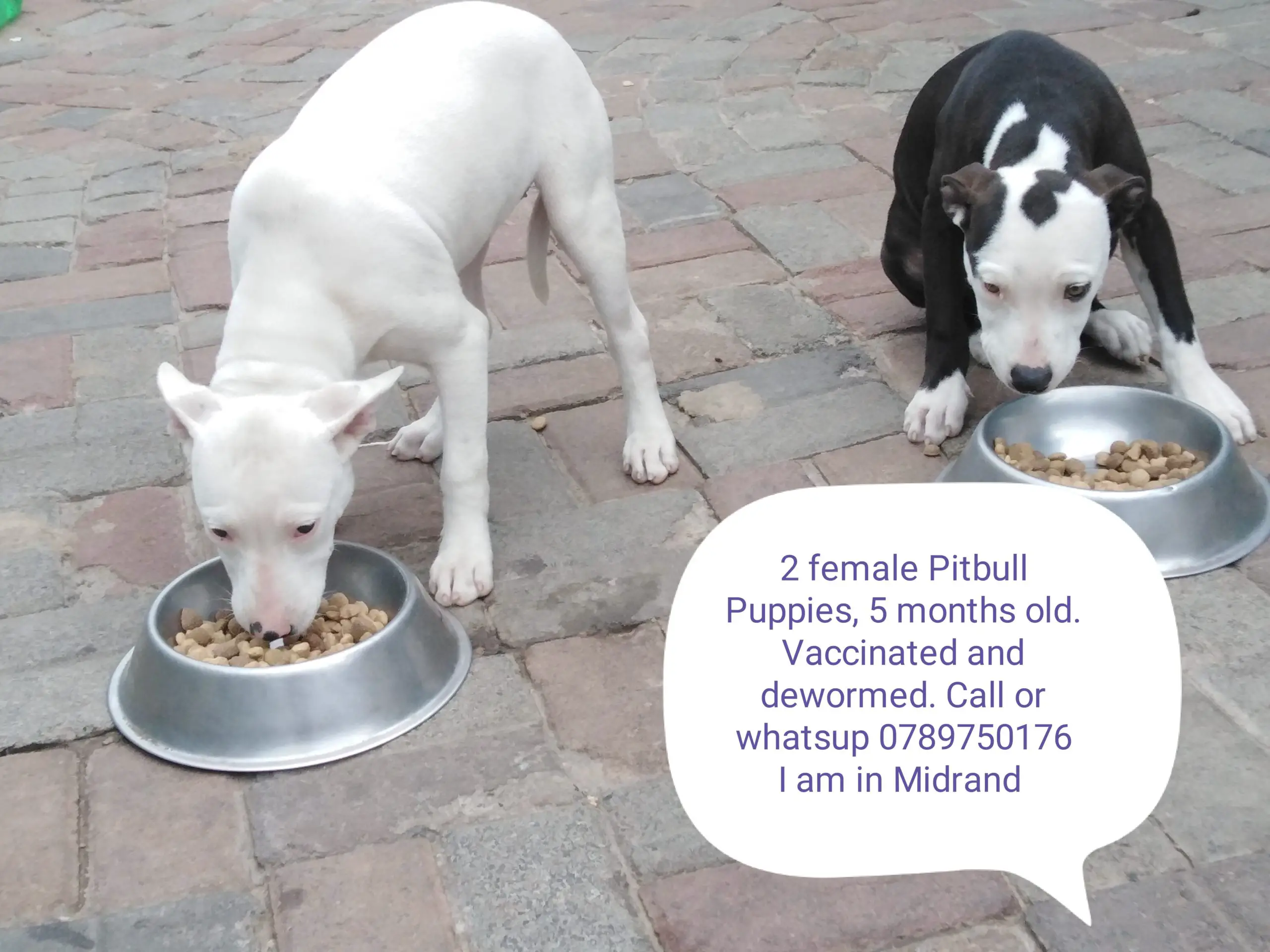 Pitbull Puppies in Johannesburg (27/01/2022)