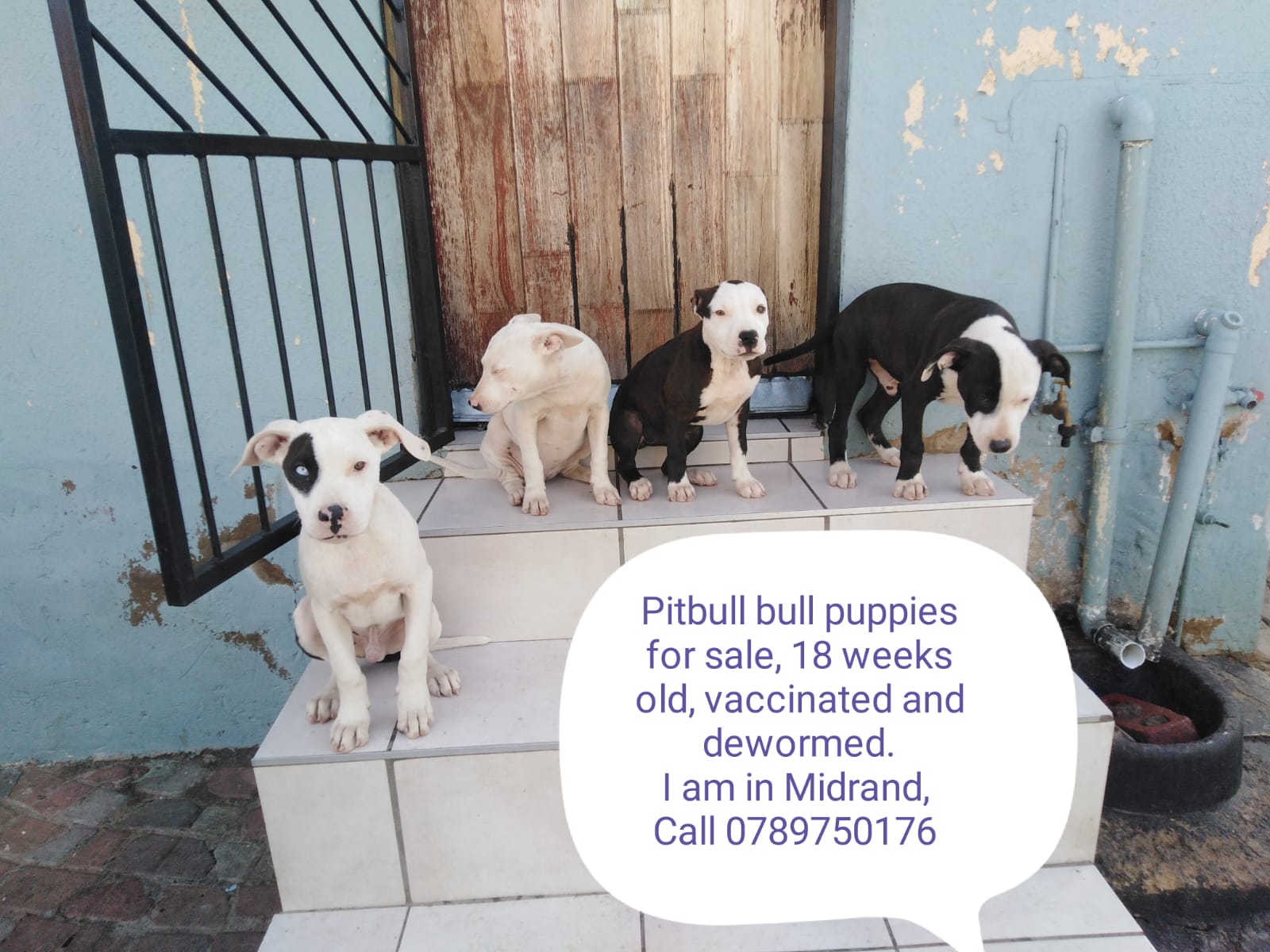 Pitbull Puppies in Johannesburg (07/01/2022)