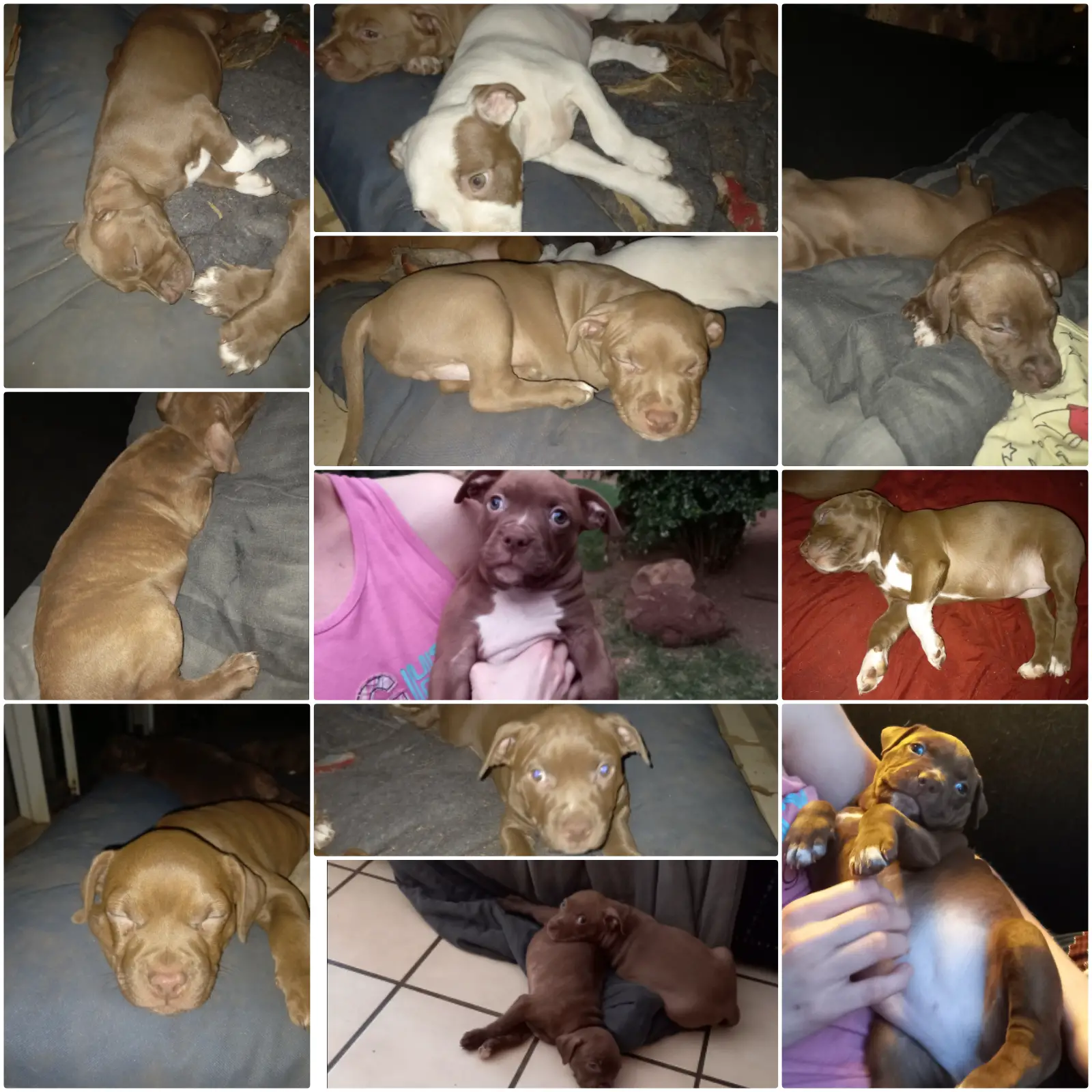 Pitbull Puppies in East Rand (22/02/2022)