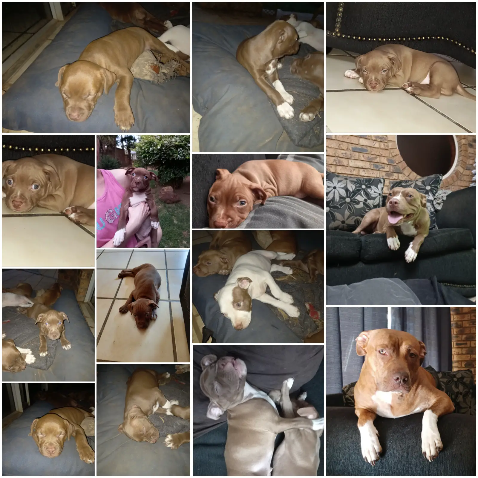 Pitbull Puppies in East Rand (22/02/2022)
