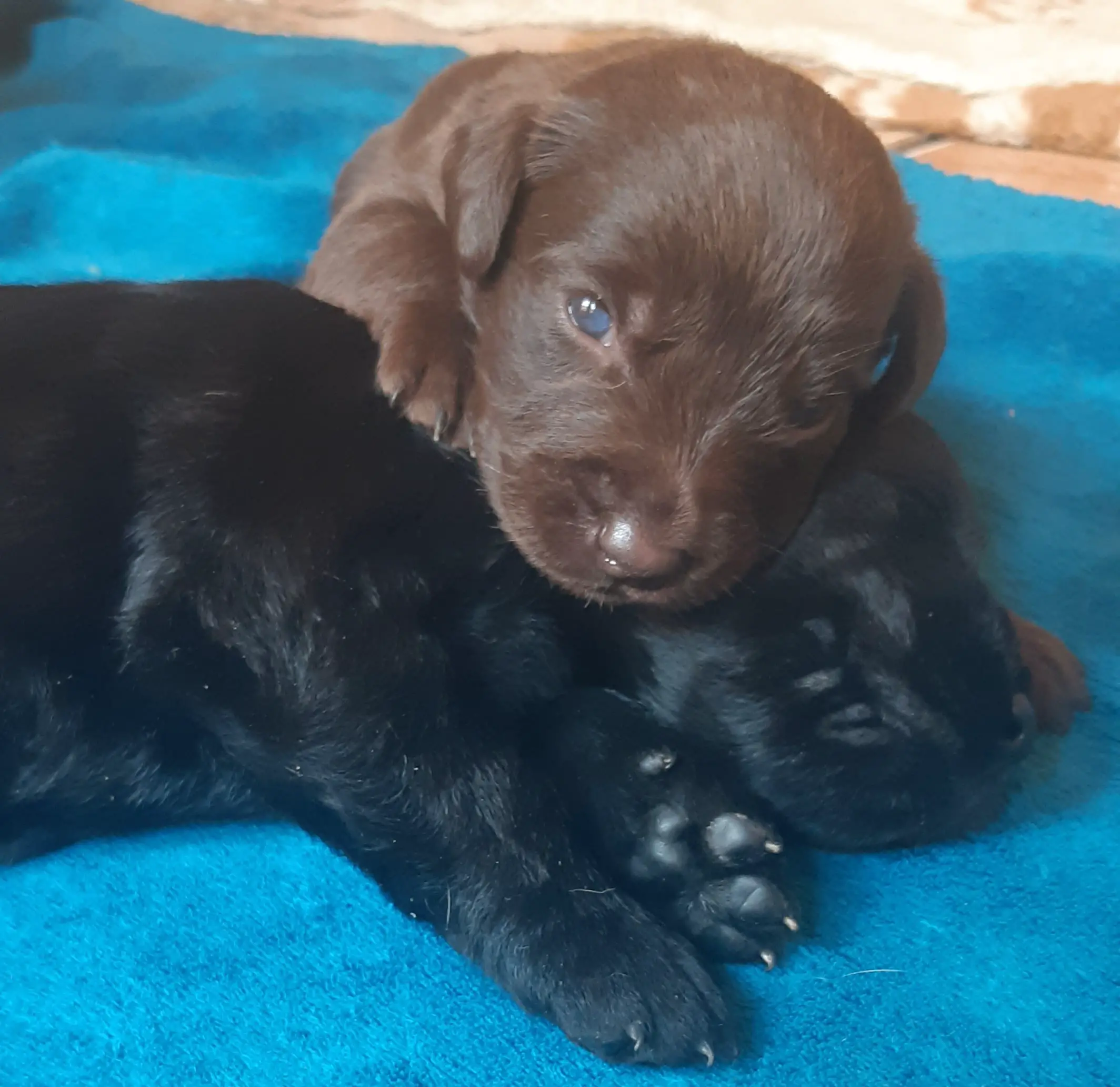 Labrador Puppies in Other (28/02/2022)