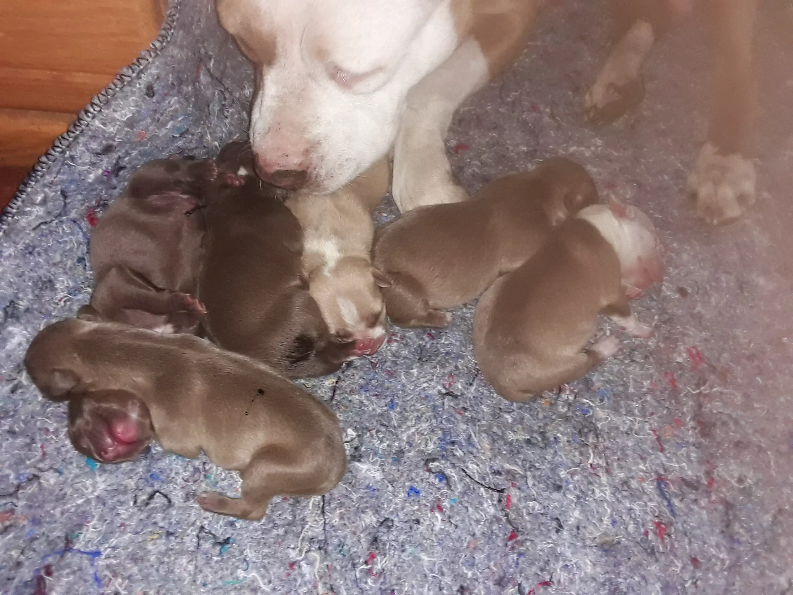 Pitbull Puppies in East Rand (17/02/2022)