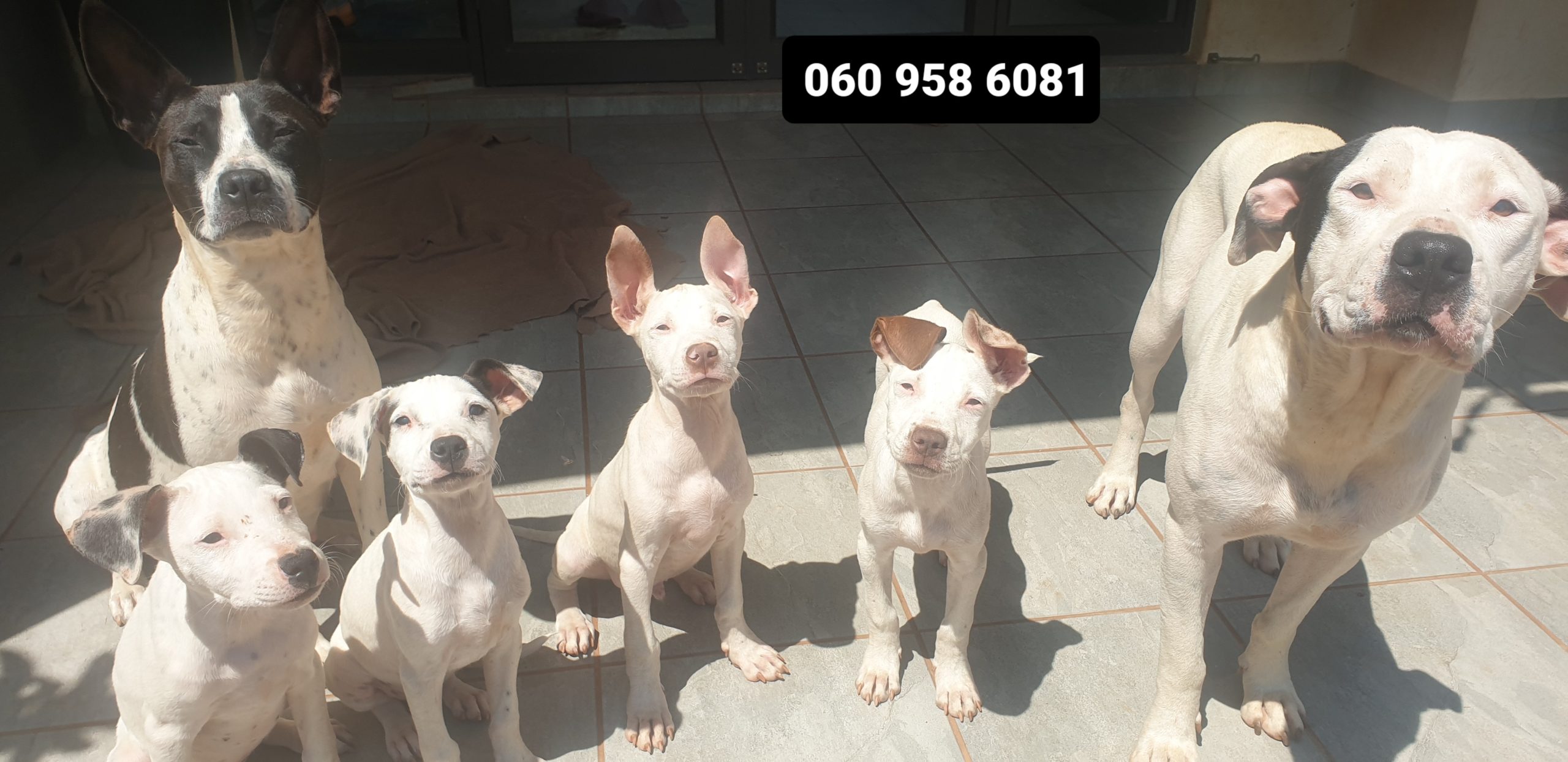 Pitbull Puppies in Johannesburg (16/02/2022)