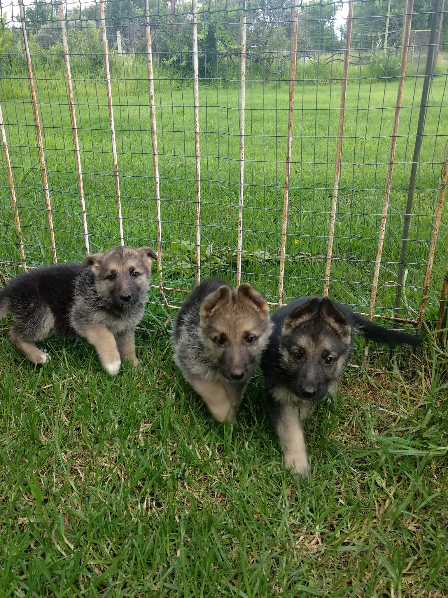 German Sheperd Puppies in Klerksdorp (05/02/2022)
