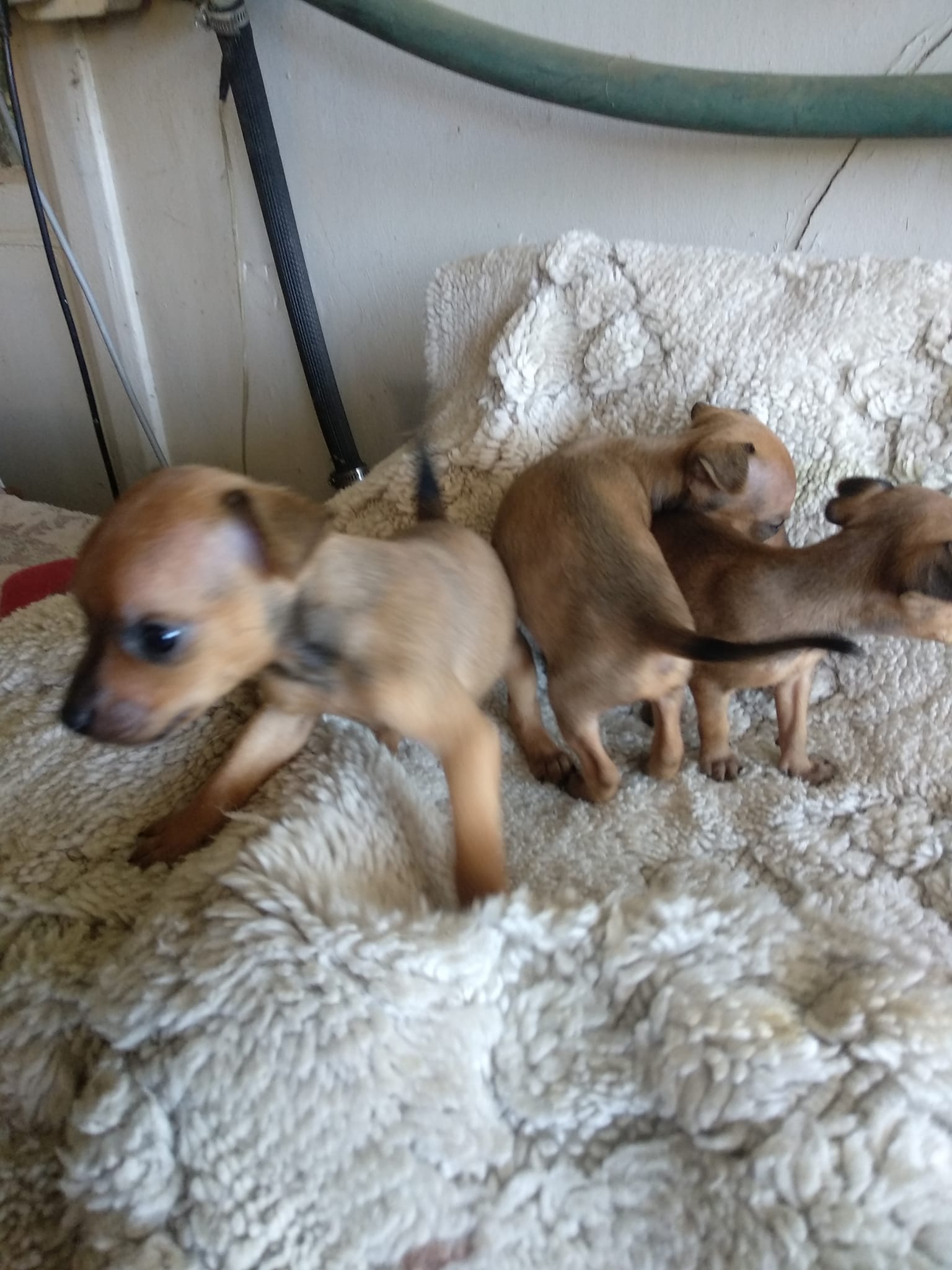 Doberman Pinscher Puppies in Klerksdorp (10/02/2022)