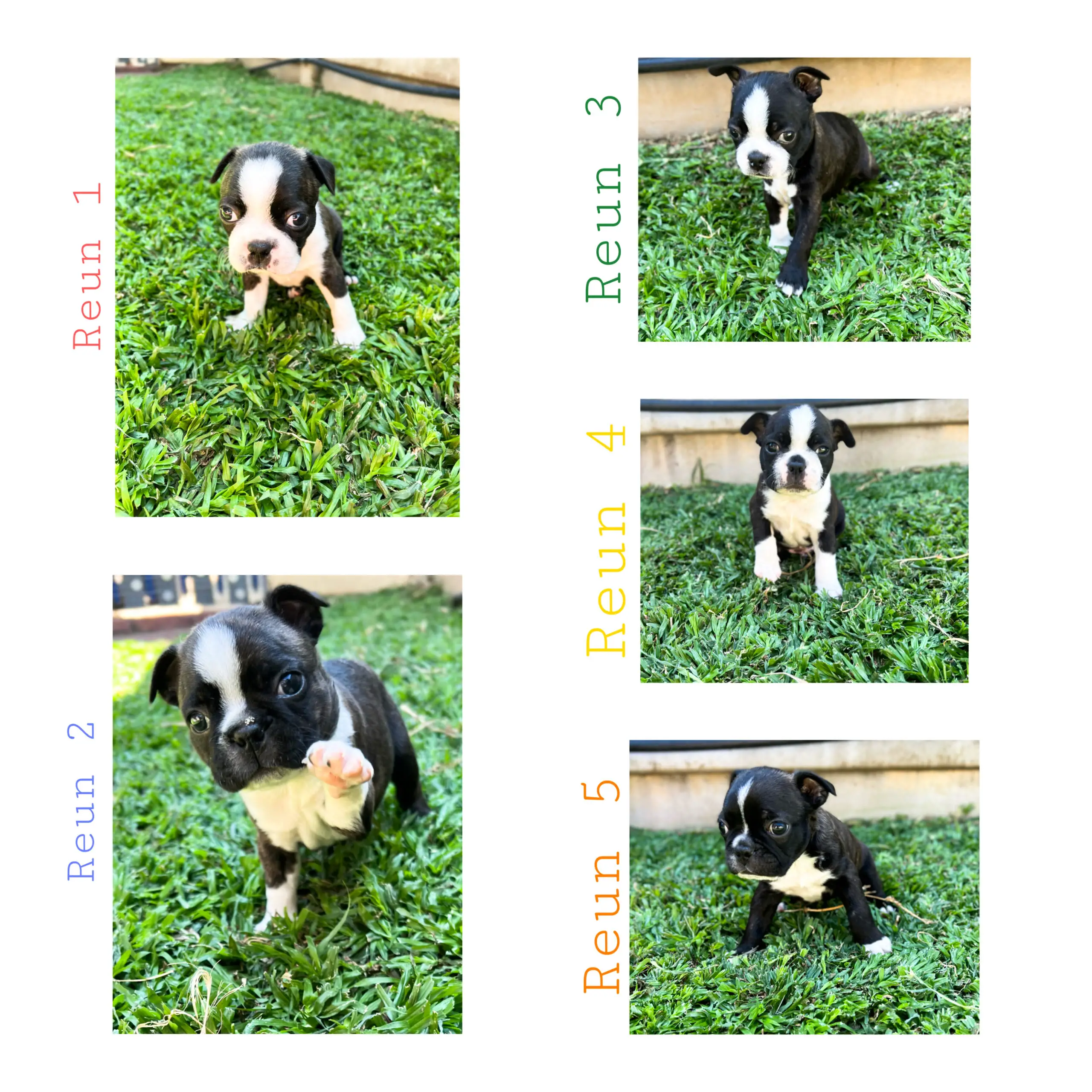Boston Terrier Puppies in Pretoria (12/02/2022)