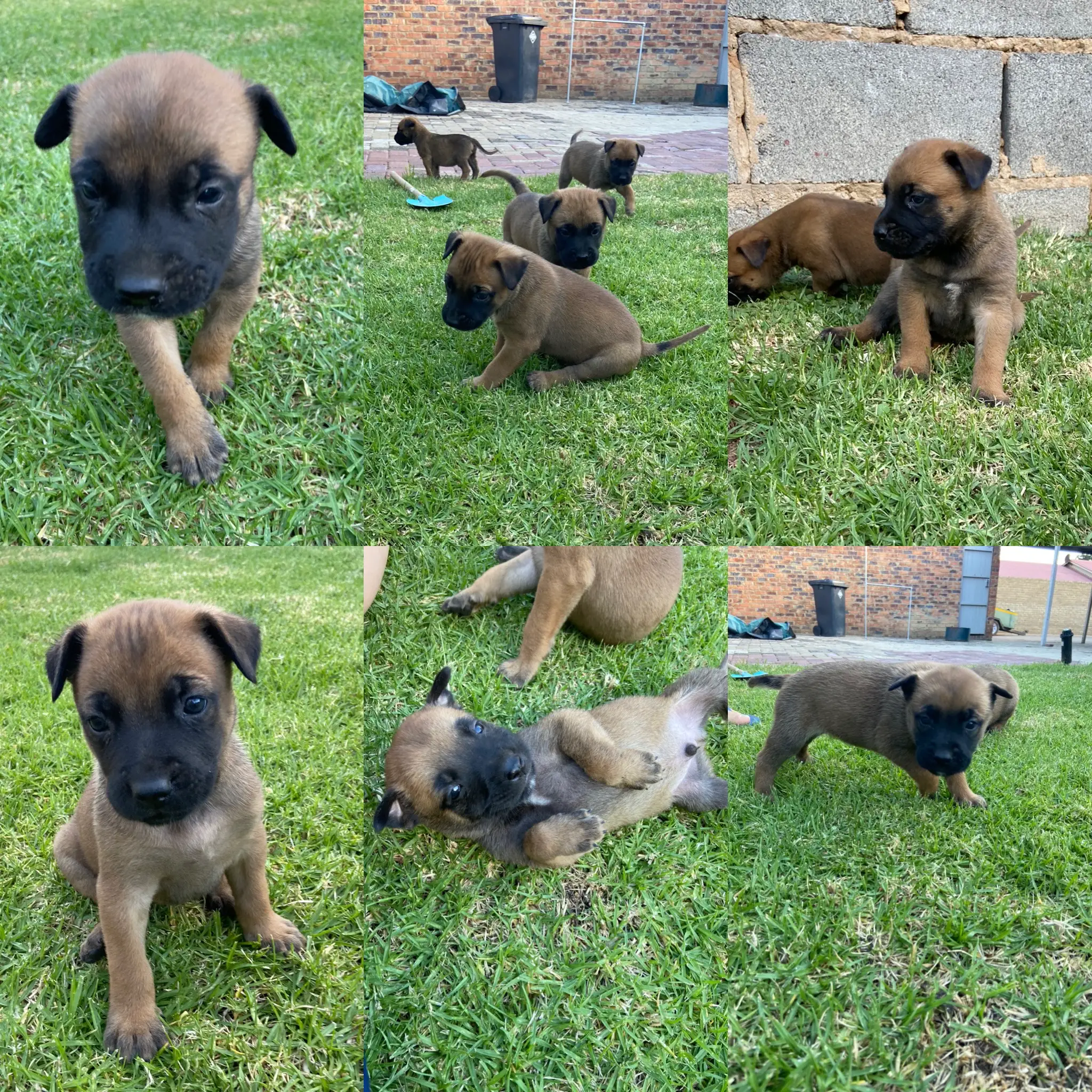 Bull Mastiff Puppies in Mpumalanga (26/02/2022)