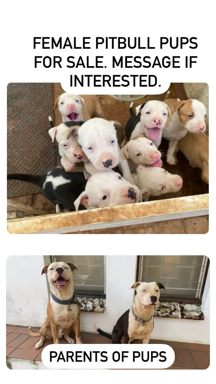 Pitbull Puppies in Kwazulu Natal (27/02/2022)