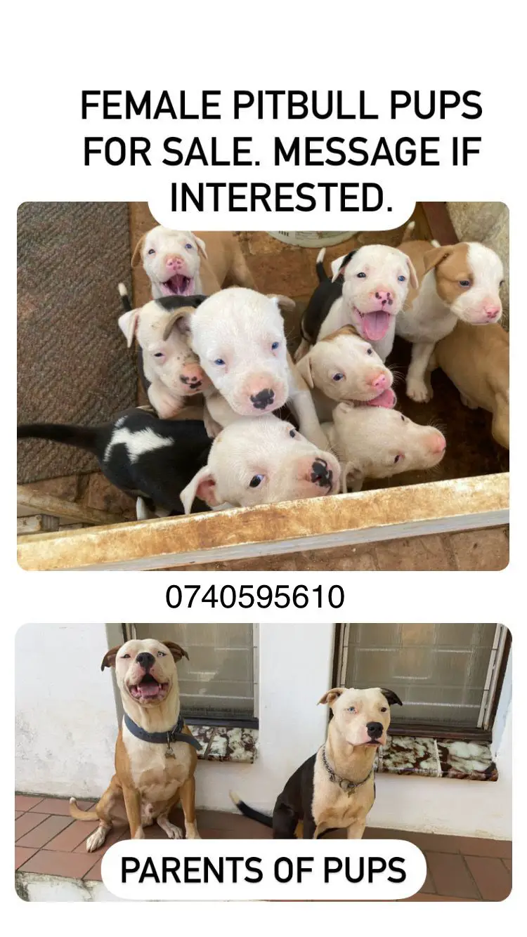 Pitbull Puppies in Kwazulu Natal (28/02/2022)