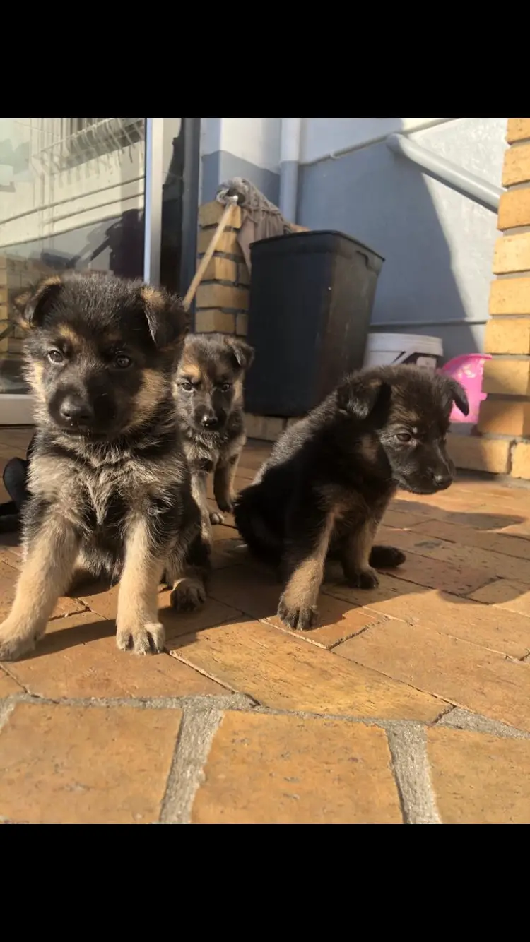 German Sheperd Puppies in Cape Town (27/02/2022)