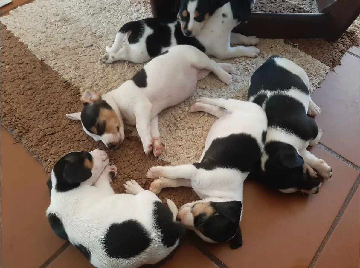 Jack Russell Puppies in Pretoria (22/02/2022)