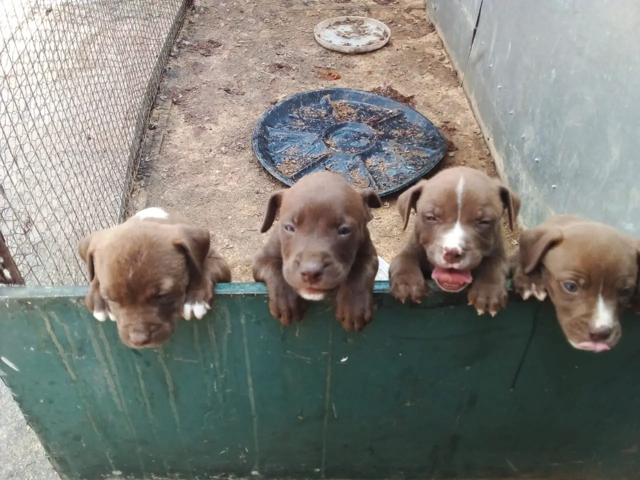 Pitbull Puppies in Johannesburg (03/02/2022)