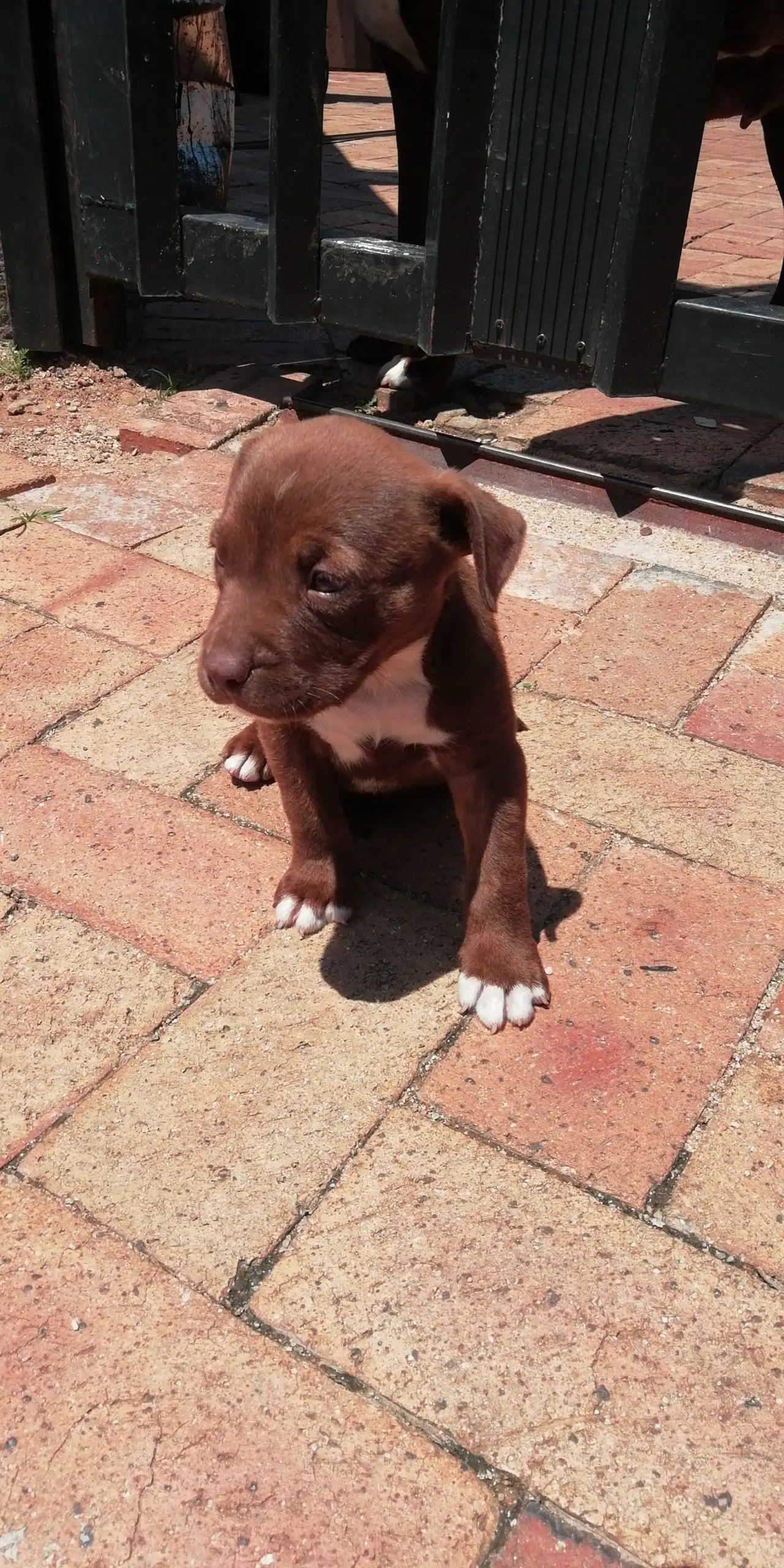 Pitbull Puppies in Johannesburg (10/02/2022)