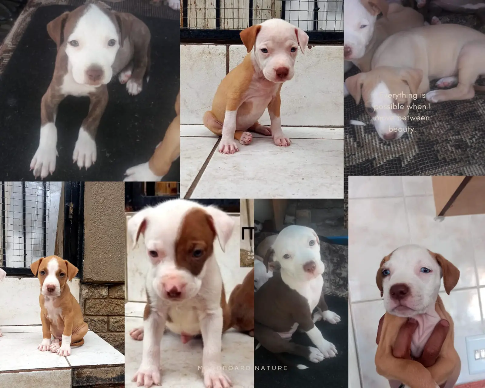 Pitbull Puppies in Johannesburg (11/02/2022)