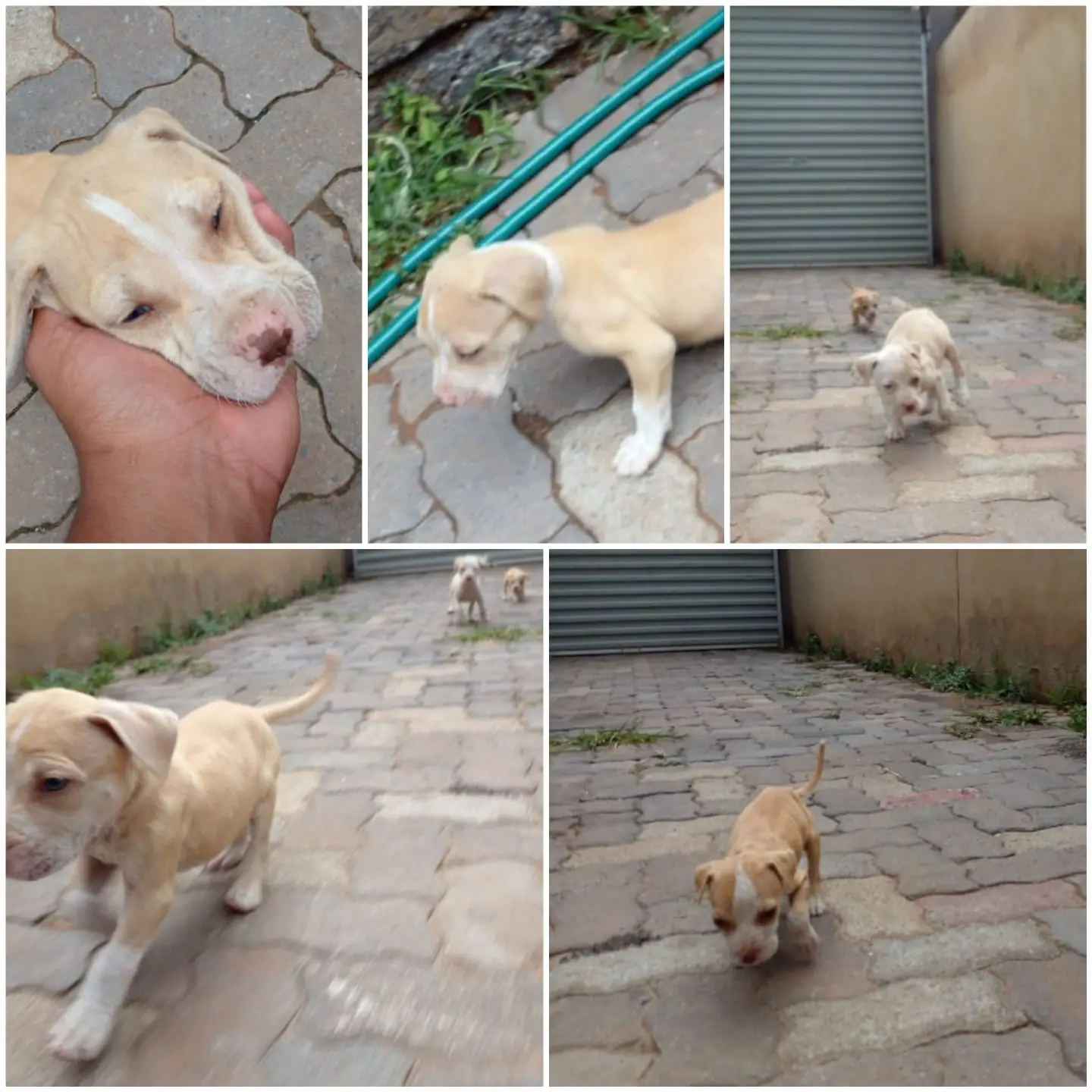 Pitbull Puppies in Johannesburg (11/02/2022)