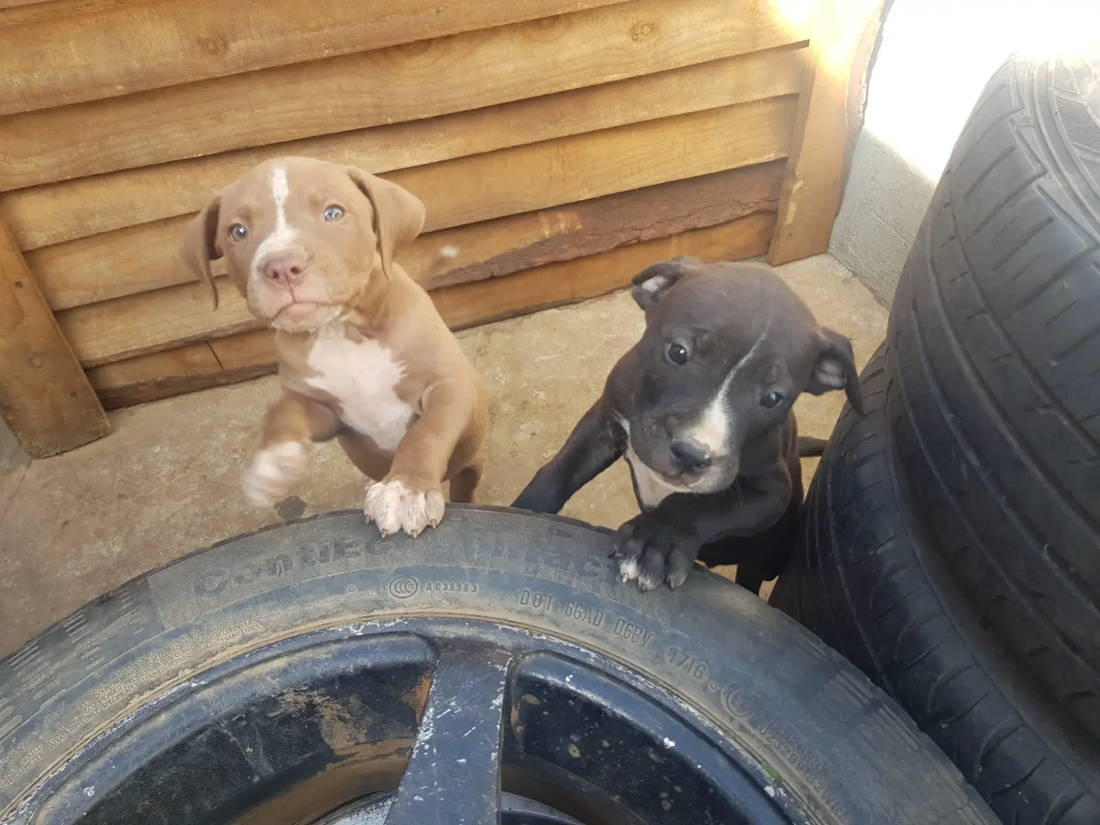 Pitbull Puppies in Johannesburg (14/02/2022)