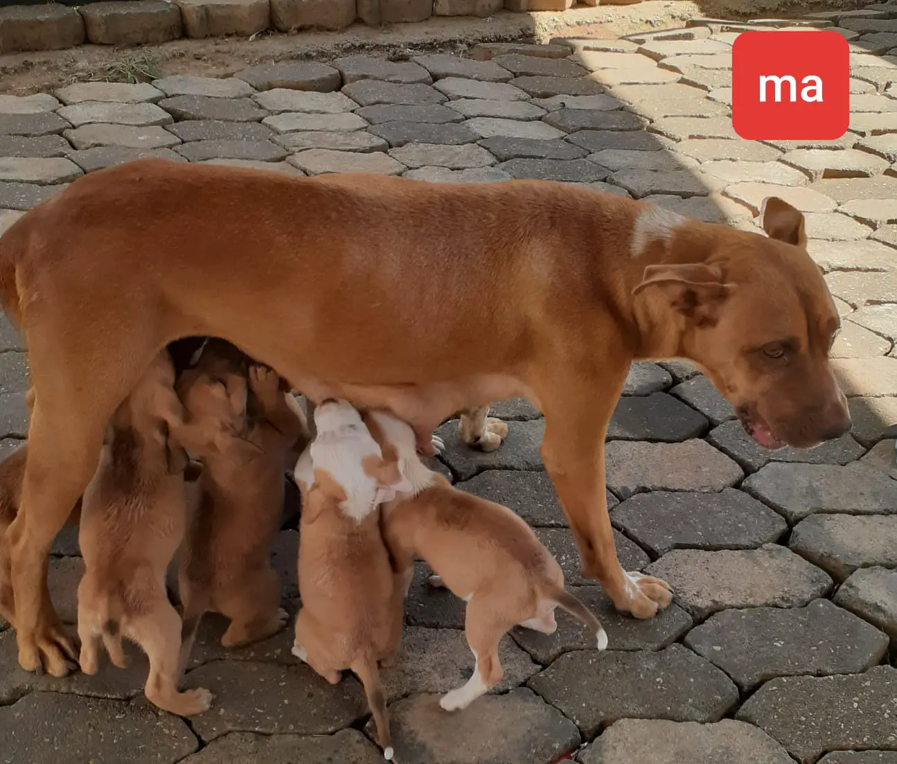 Pitbull Puppies in Pretoria (18/02/2022)