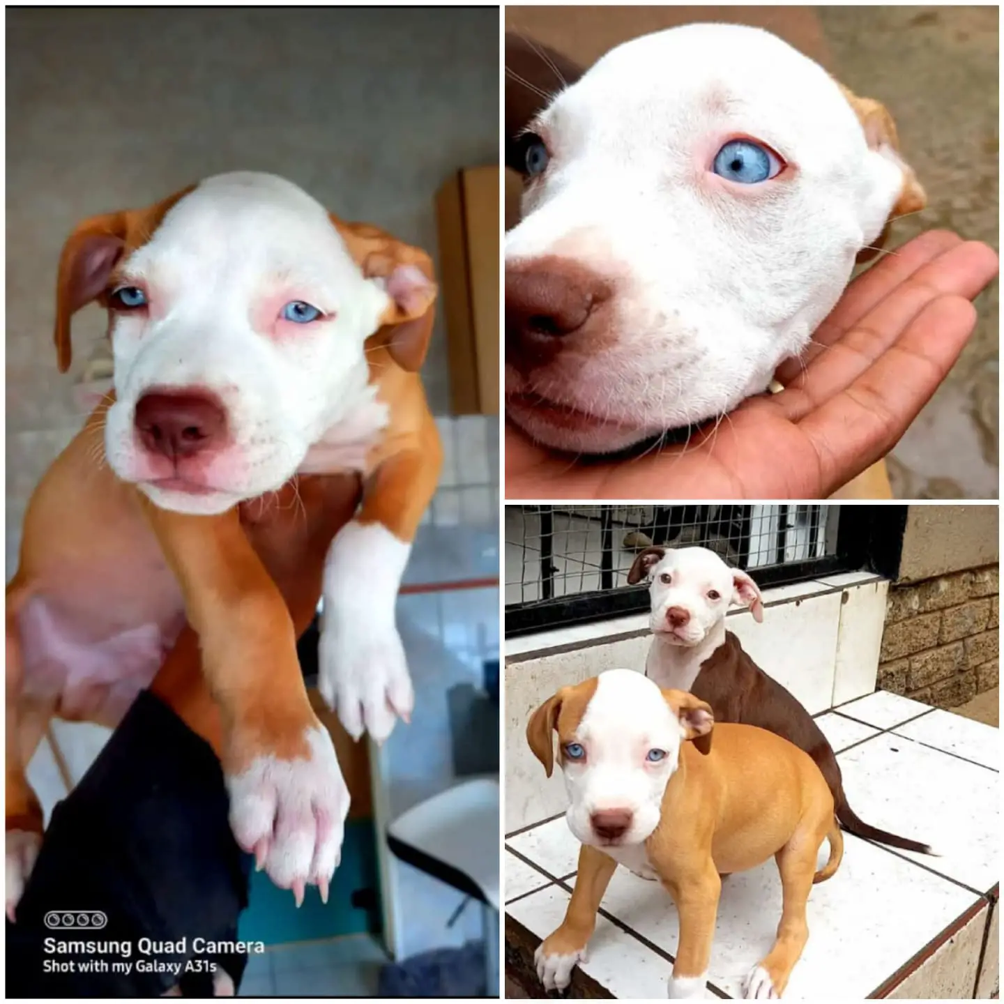 Pitbull Puppies in Johannesburg (20/02/2022)