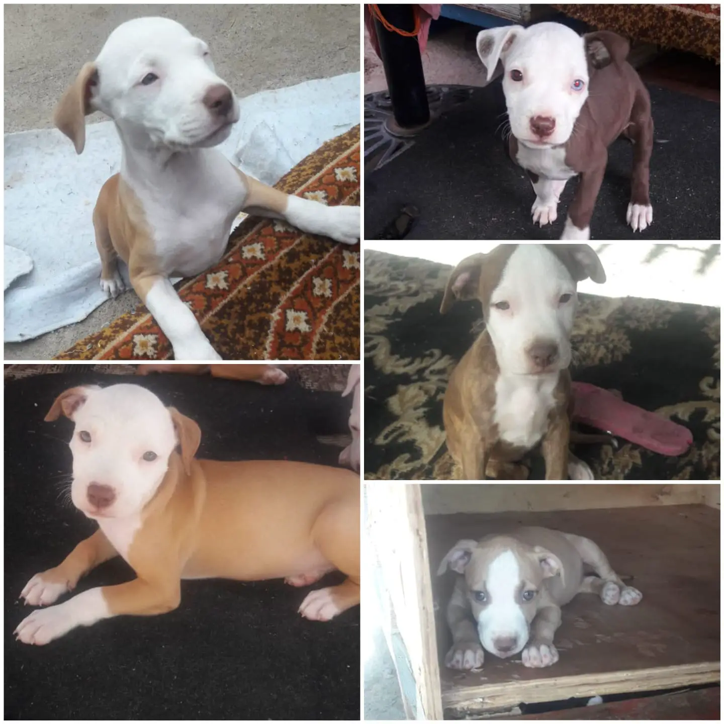 Pitbull Puppies in Johannesburg (24/02/2022)