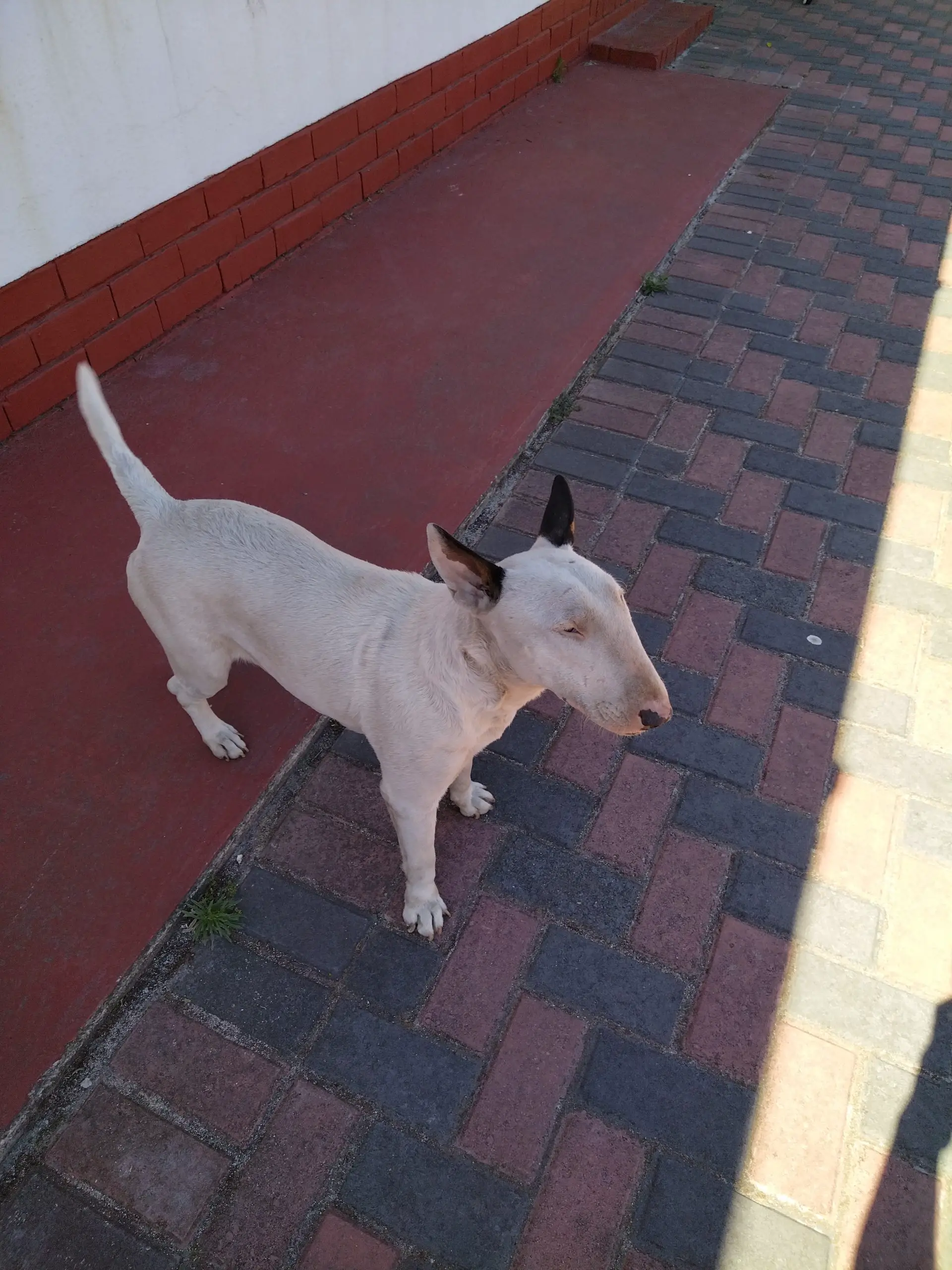 Bull Terrier Puppies in Cape Town (09/02/2022)