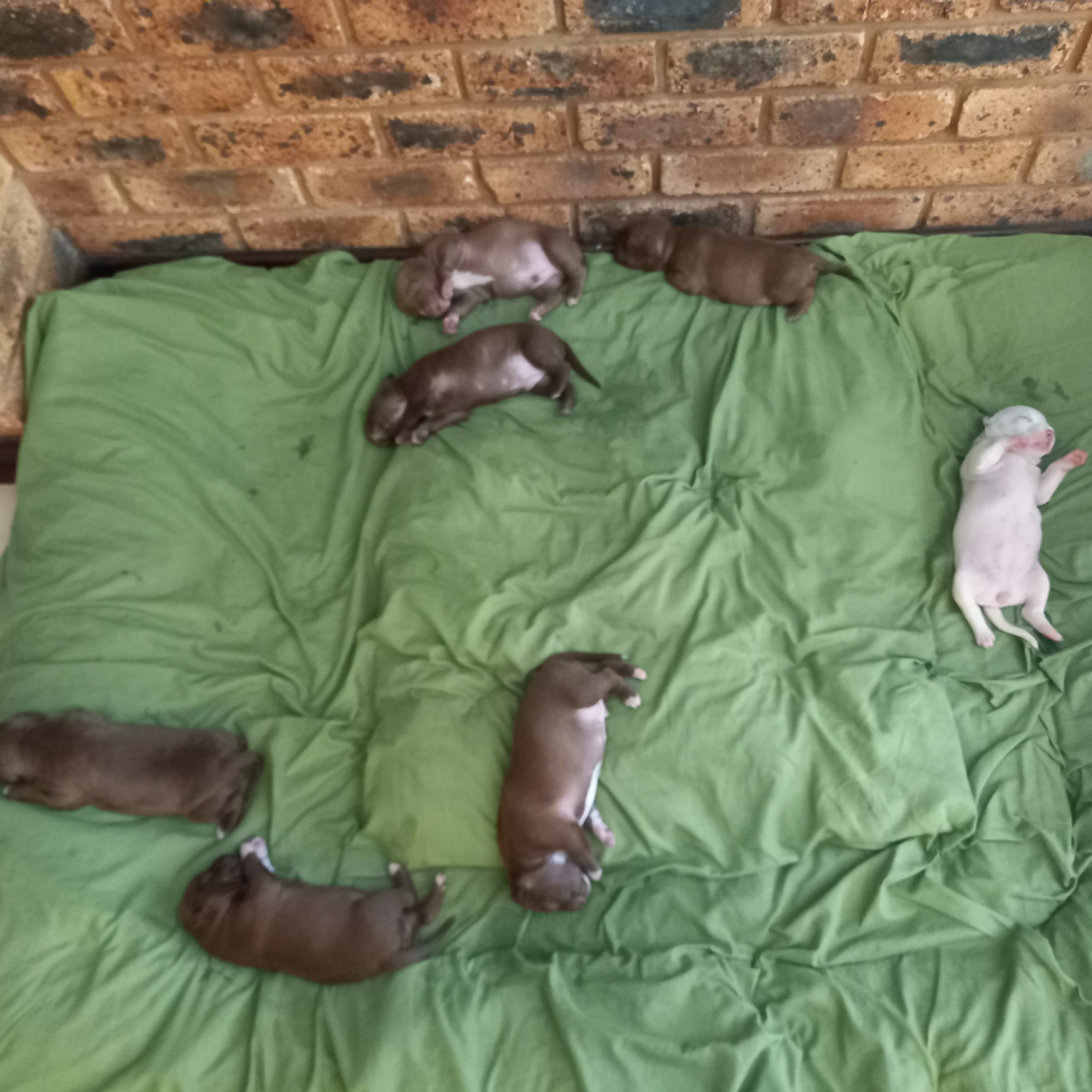 Pitbull Puppies in East Rand (14/02/2022)