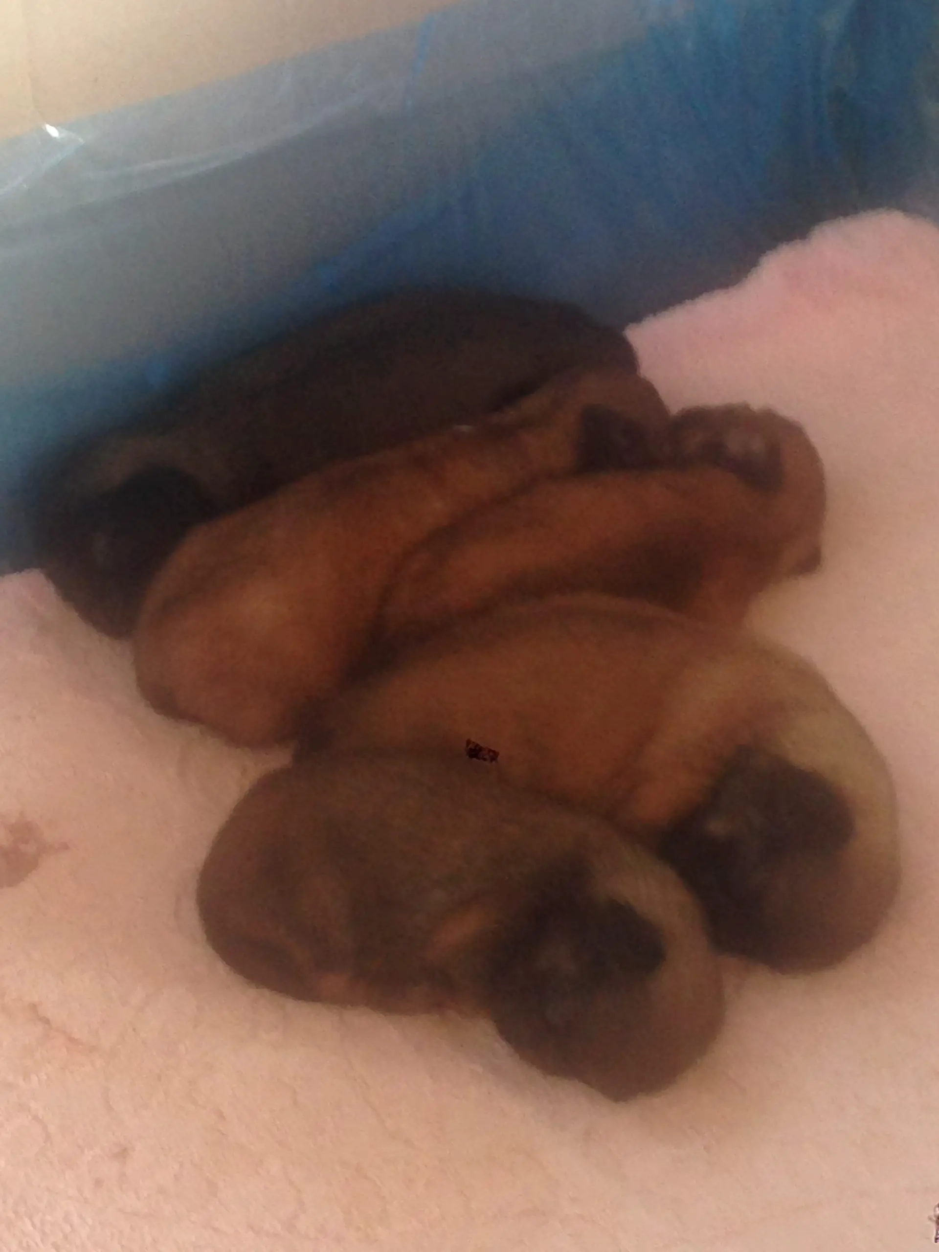 Pekingese Puppies in George (24/02/2022)