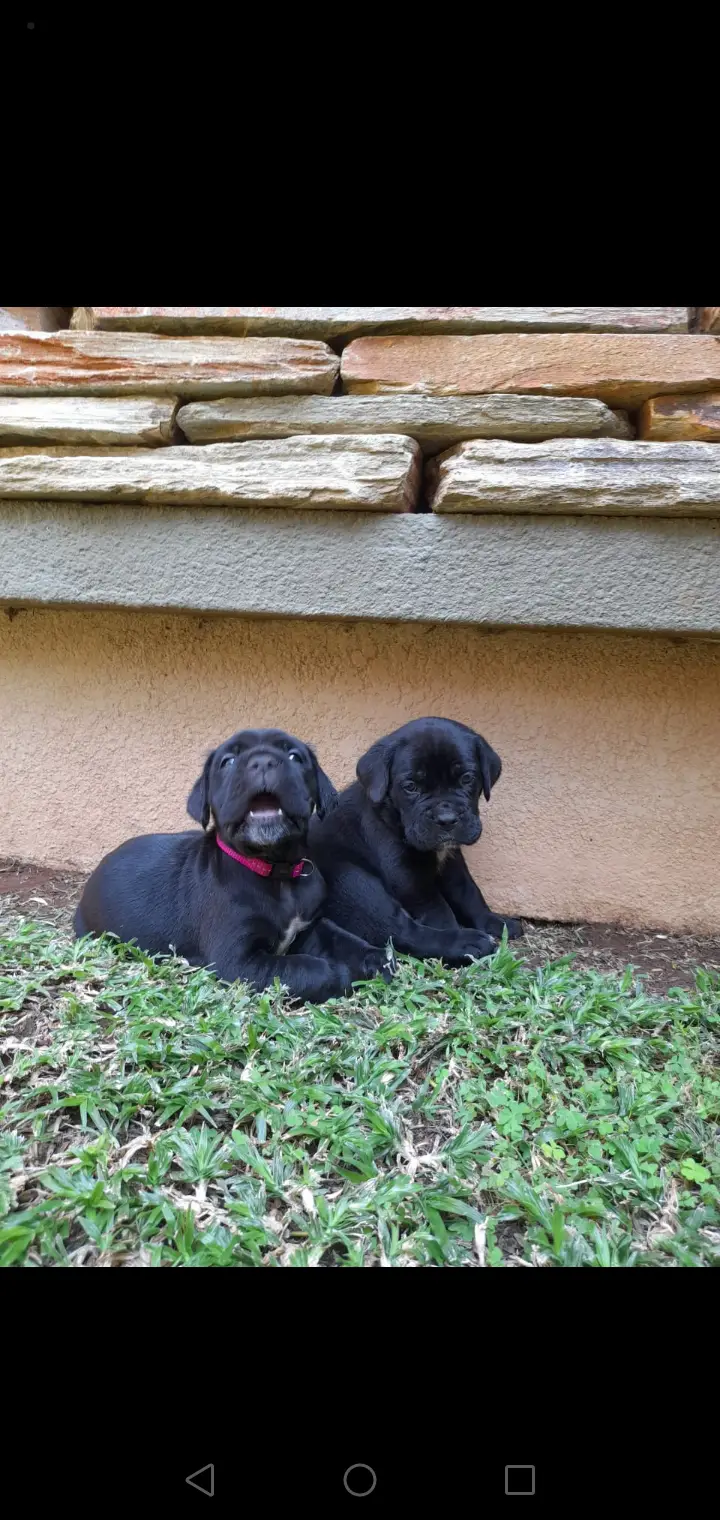 Cane Corso Puppies in Other (14/02/2022)