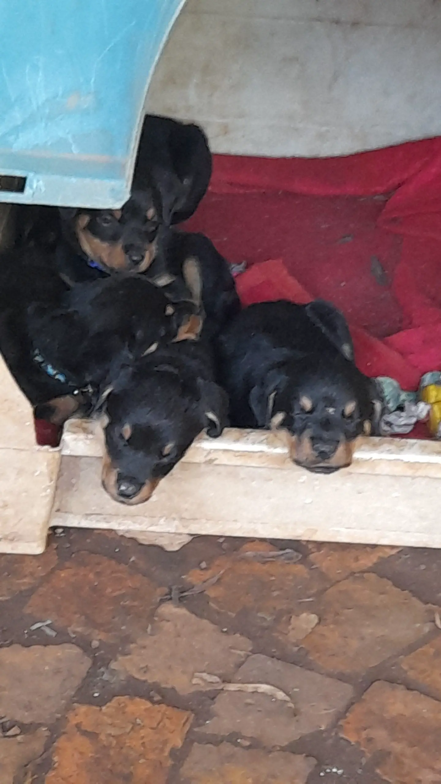 Rottweiler Puppies in East Rand (13/02/2022)