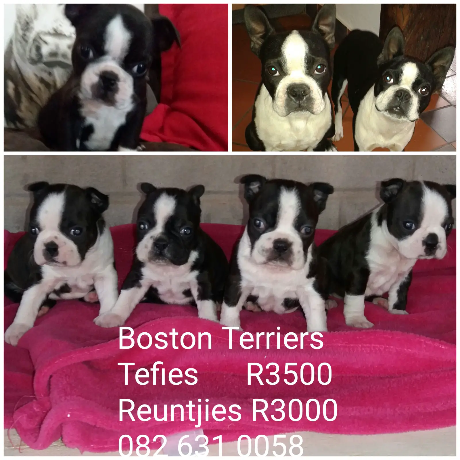 Boston Terrier Puppies in Pretoria (15/02/2022)