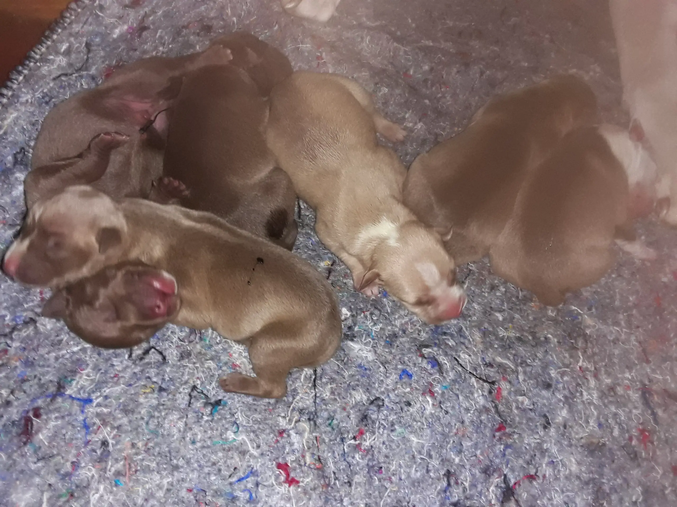 Pitbull Puppies in East Rand (21/02/2022)