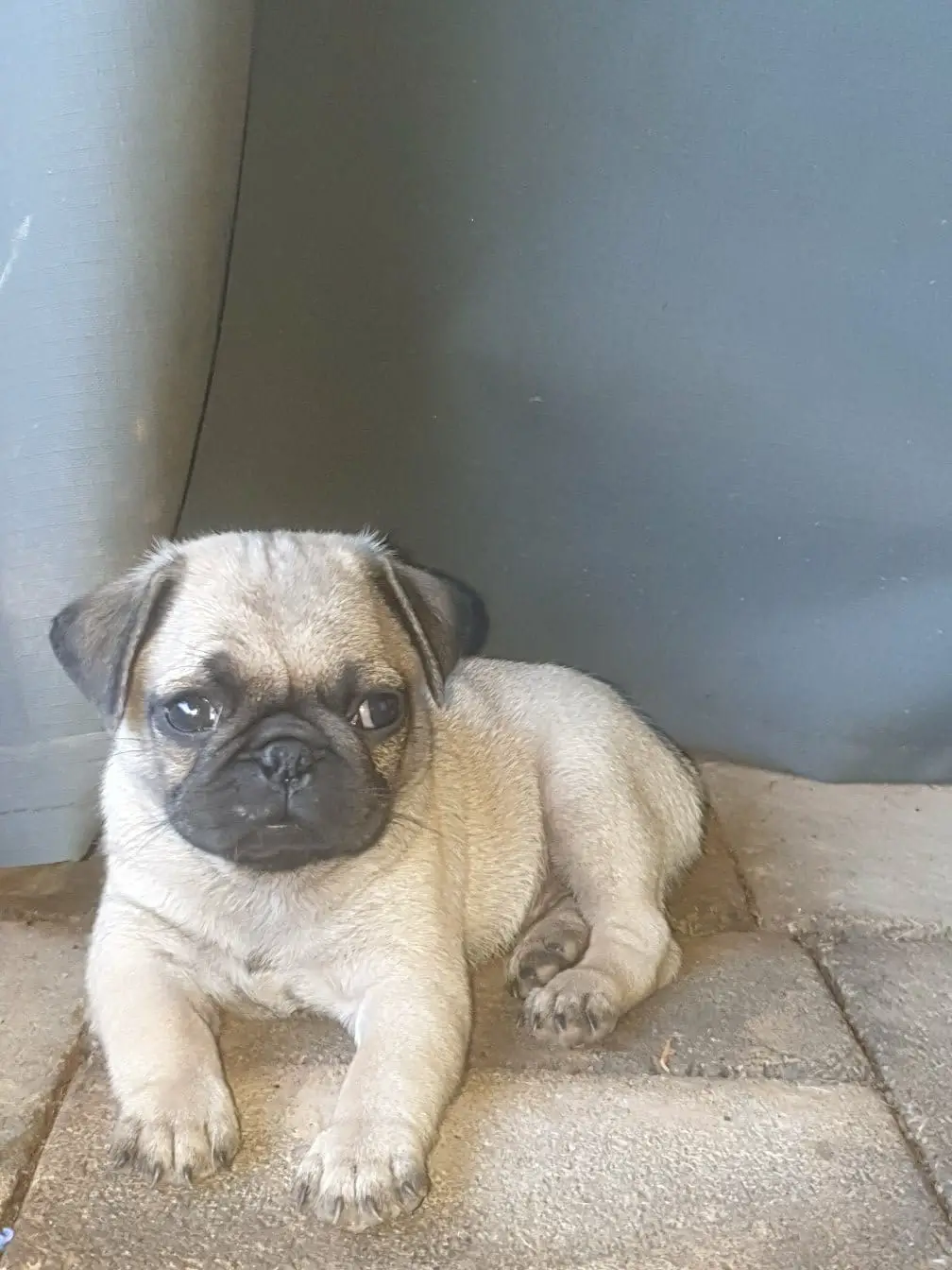 Pug Puppies in Other (24/02/2022)