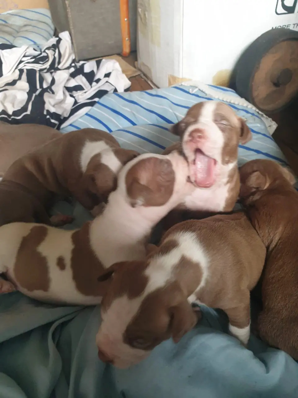 Pitbull Puppies in East Rand (05/02/2022)