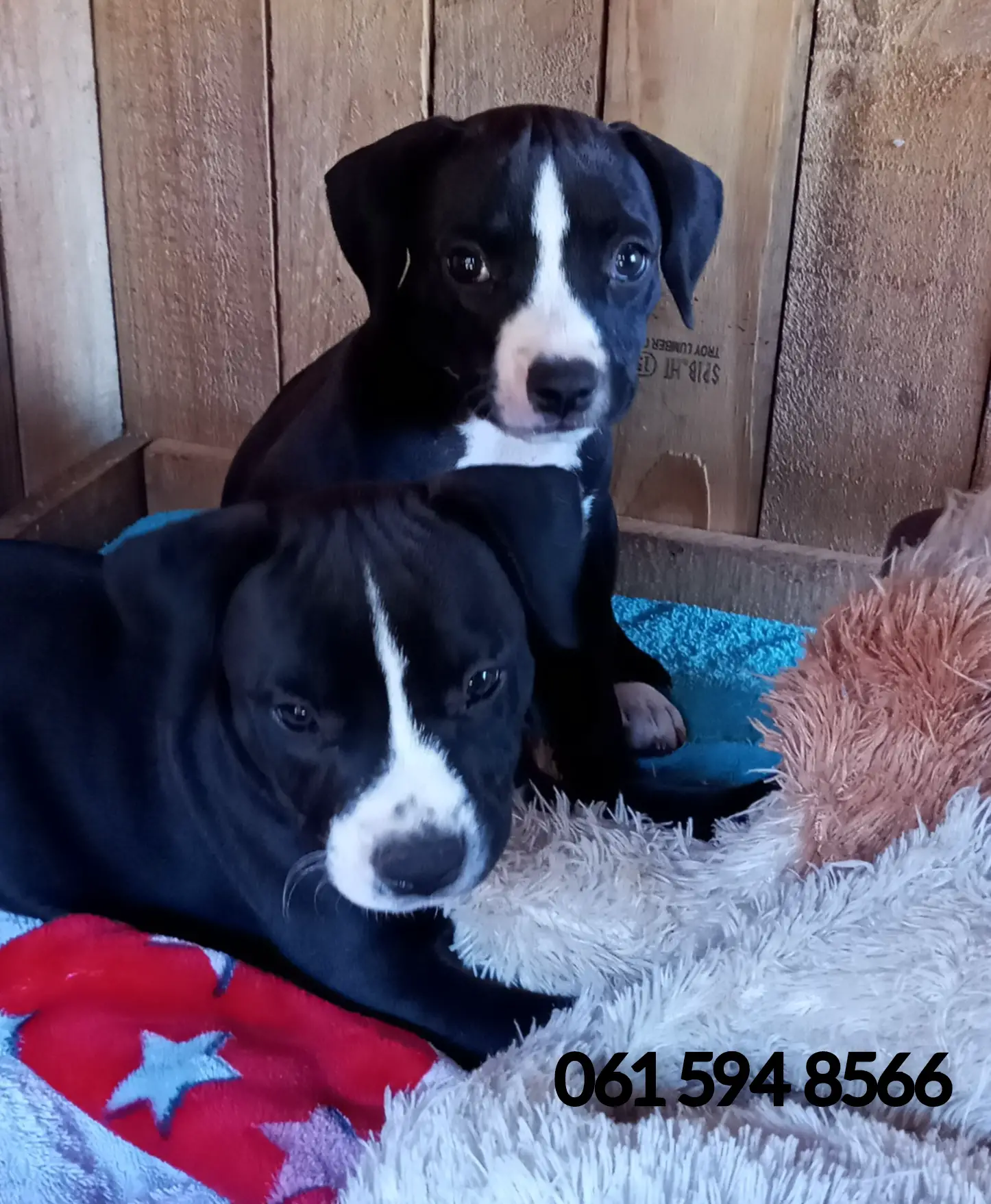 Staffie Puppies in Pretoria (12/02/2022)