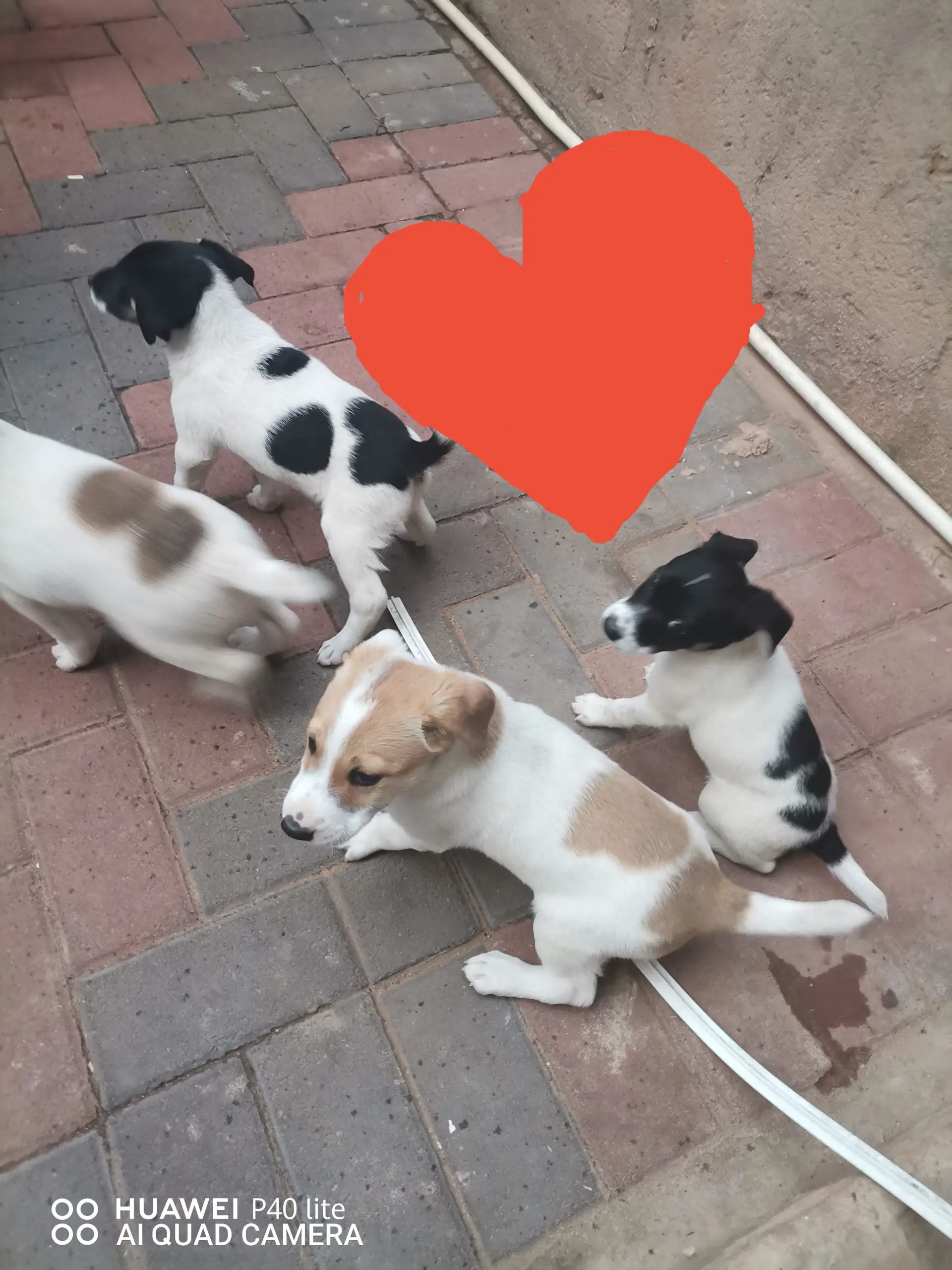 Jack Russell Puppies in Pretoria (10/02/2022)