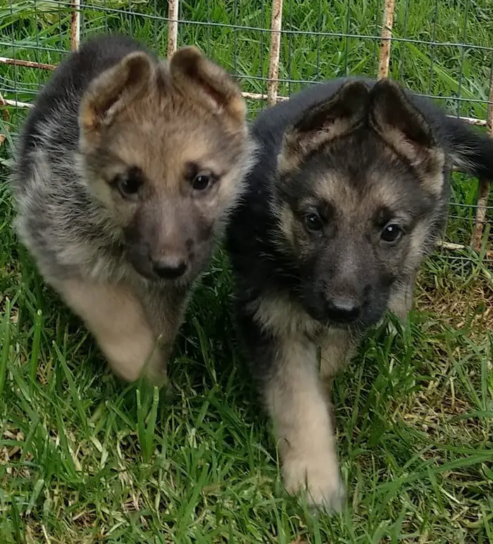 German Sheperd Puppies in Klerksdorp (08/02/2022)