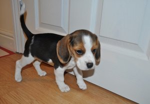 Beagle Puppies in Cape Town (28/03/2022)