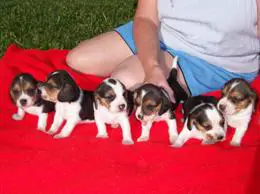 Beagle Puppies in Johannesburg (28/03/2022)