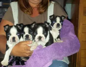 Boston Terrier Puppies in Cape Town (28/03/2022)