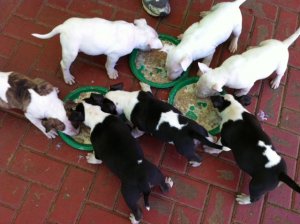 Bull Terrier Puppies in Cape Town (28/03/2022)