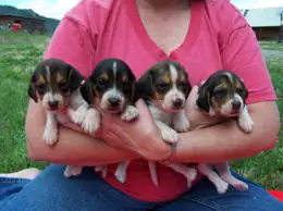 Beagle Puppies in Kwazulu Natal (28/03/2022)