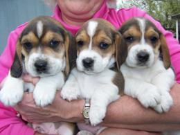 Beagle Puppies in Pretoria (28/03/2022)
